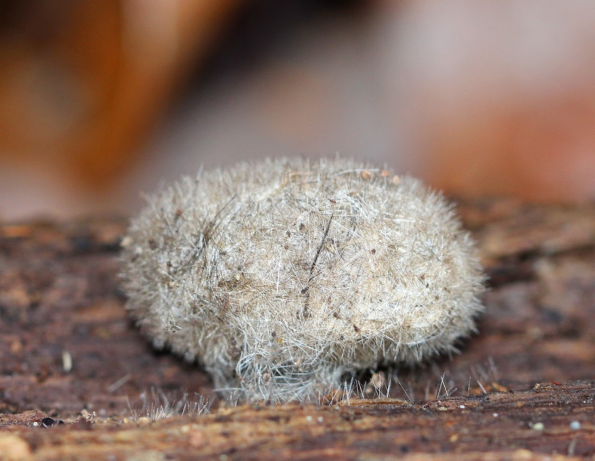 Hickory Tussock Moth Pupa