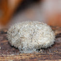 Hickory Tussock Moth Pupa