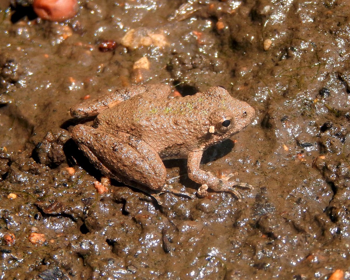 Blanchard's Cricket Frog