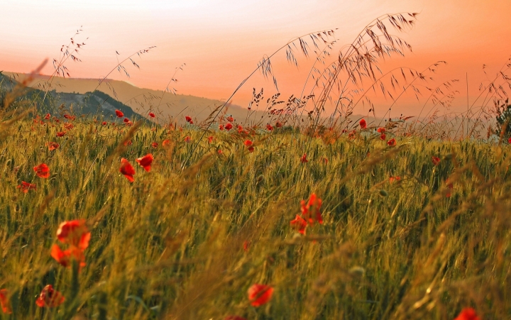 Tra i papaveri e il grano al tramonto di il_contadino