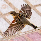 House Sparrow; Gorrión Común