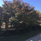 Flowering Dogwood