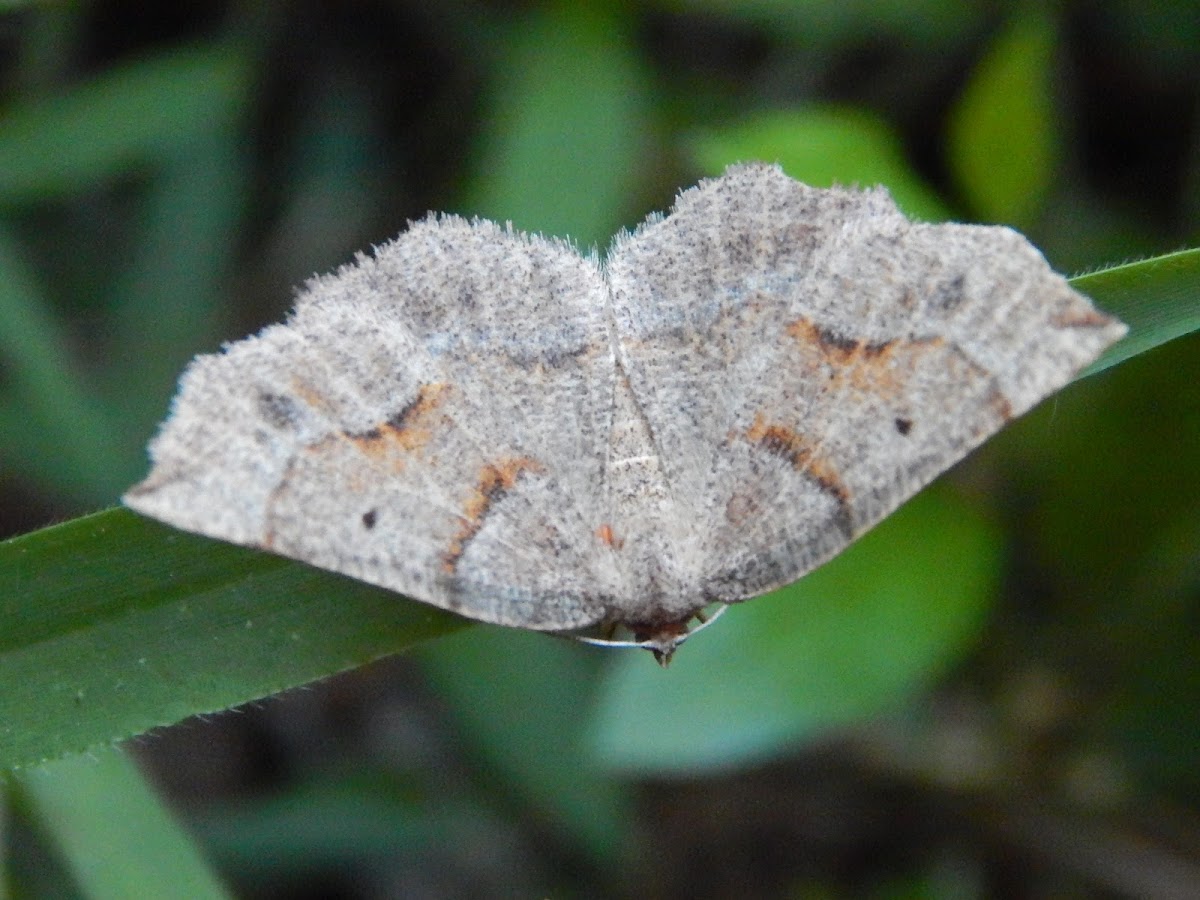 Geometrid Moth