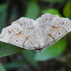 Geometrid Moth