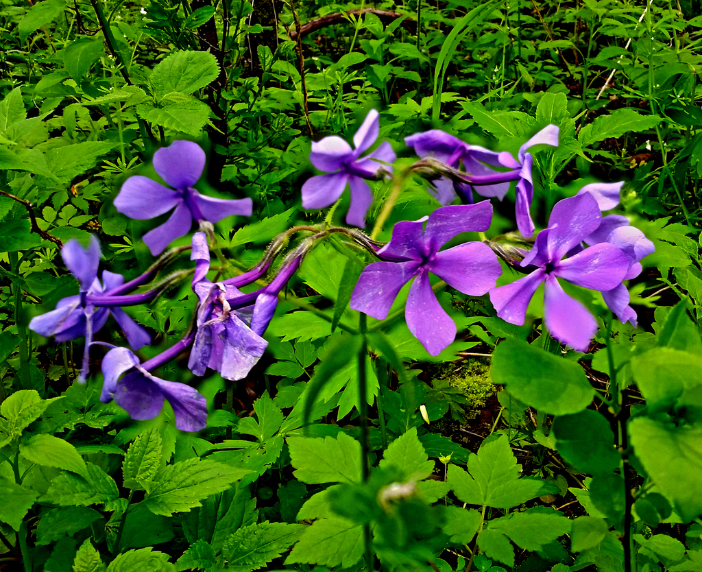 Wild Blue Phlox