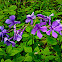 Wild Blue Phlox