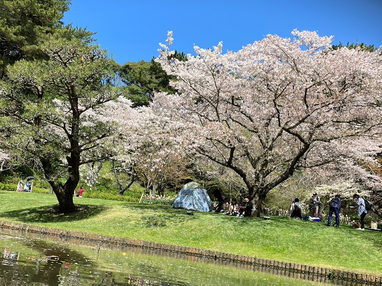 アルトラパンの桜とコラボに関するカスタム事例の投稿画像5枚目