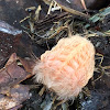 Southern Flannel Moth caterpillar