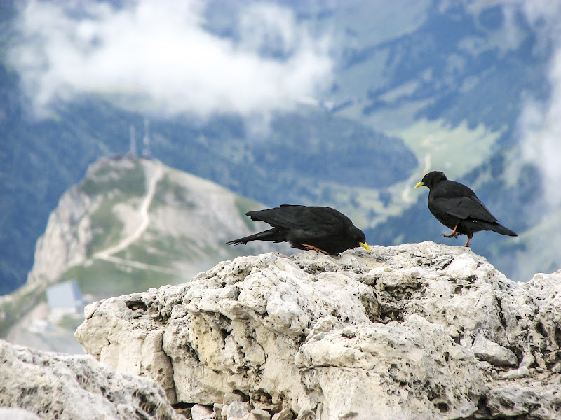 Sul Pordoi di Andrea Calò