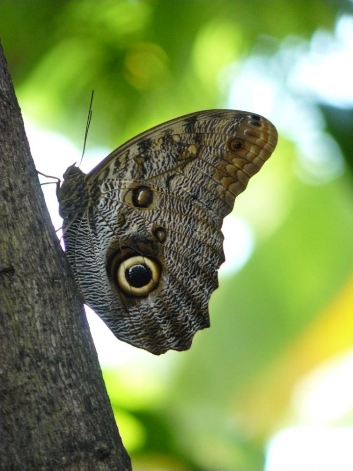 Butterfly di Plecasem