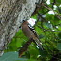 Common chaffinch (Σπίνος)