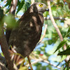 Collared Sparrowhawk (juvenile)