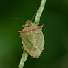 Shieldbug