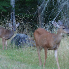 Blacktail Deer