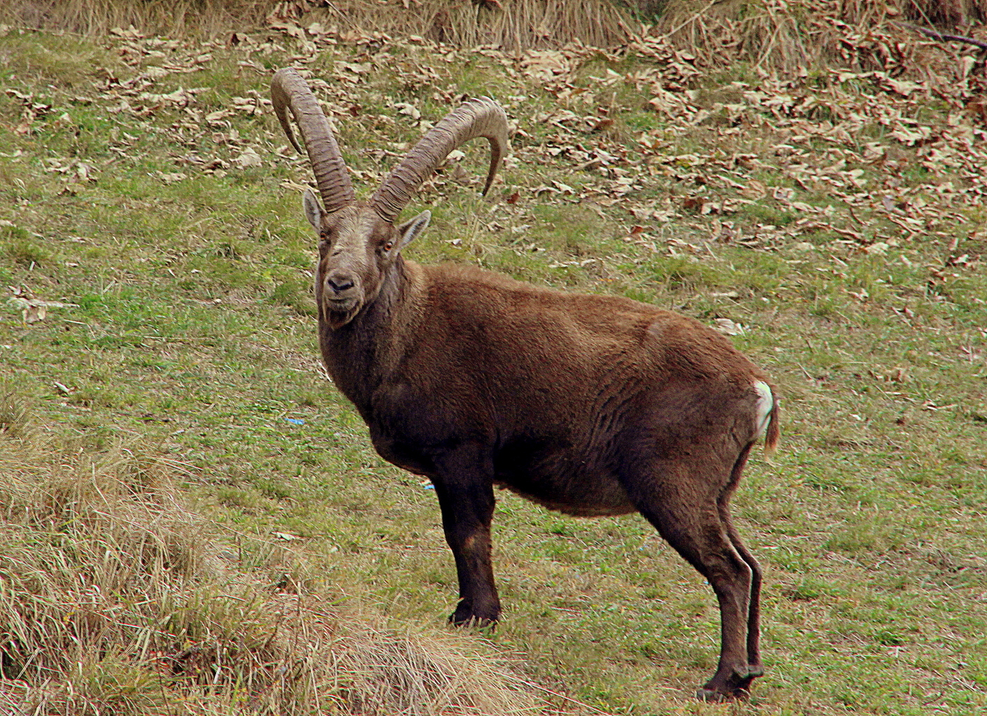 grande vecchio solitario.. di ringhio