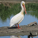 American White Pelican