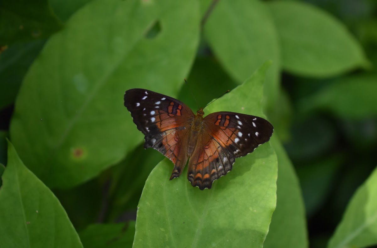 Milkweed butterfly