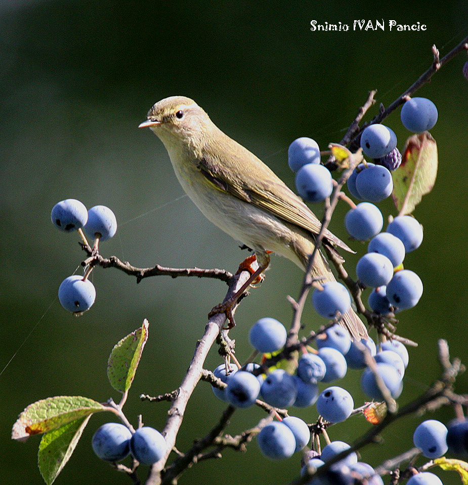 Passeriformes