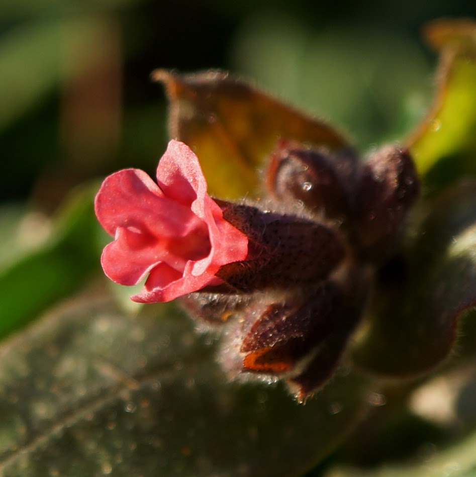 bloem (net uit de knop)