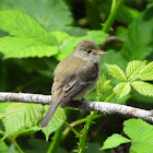 Little willow flycatcher