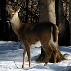 White-tailed Deer