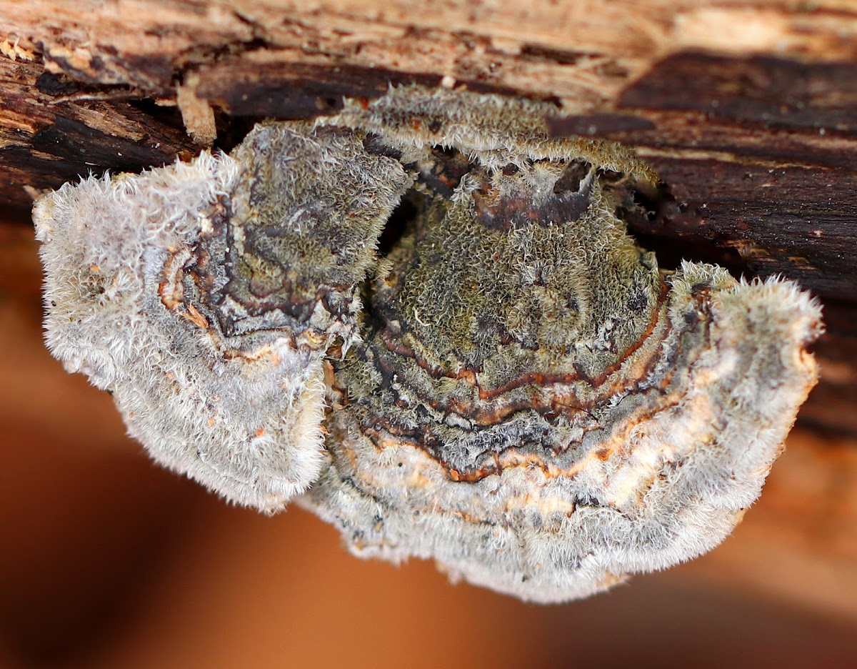 Turkey Tail