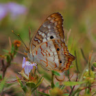 White Peacock Butterfly