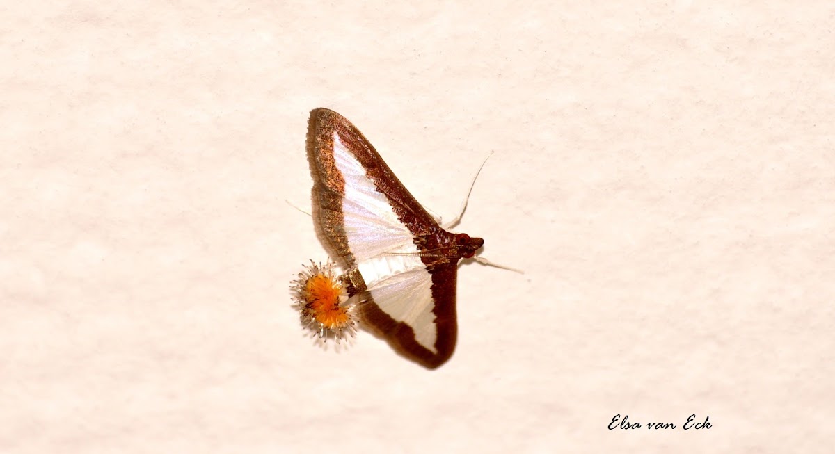 Female Flower-tail or Cucumber Moth