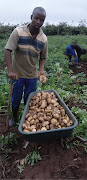 Yonela Ndzoboyi is breaking new ground in potato farming.