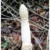 Stinkhorn