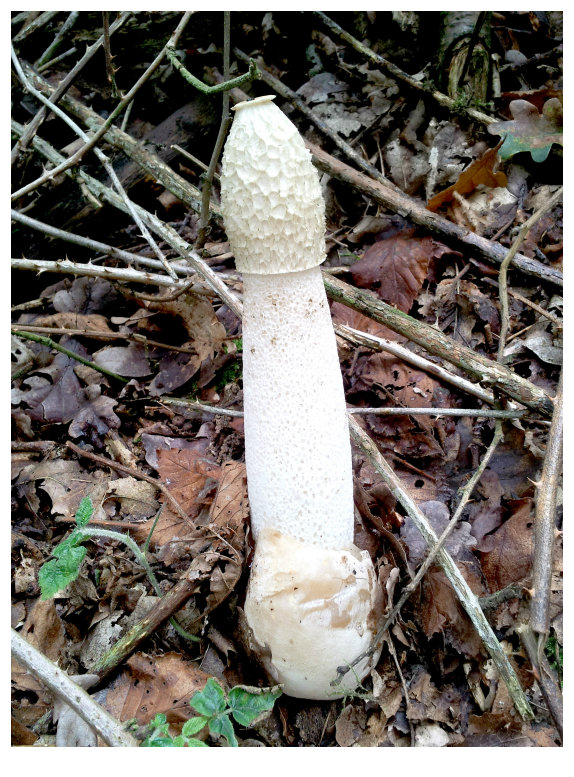 Stinkhorn