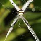 Signature Spider