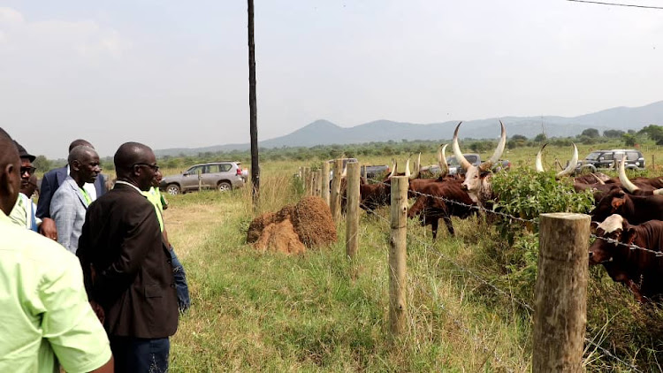 NARO officials inspect the vaccine trial animals at their farm at Maruzi, Apac district.