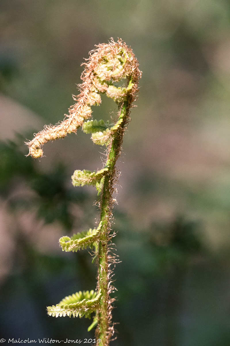 Bracken