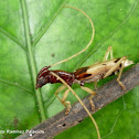 Hexoplon Longhorn Beetle