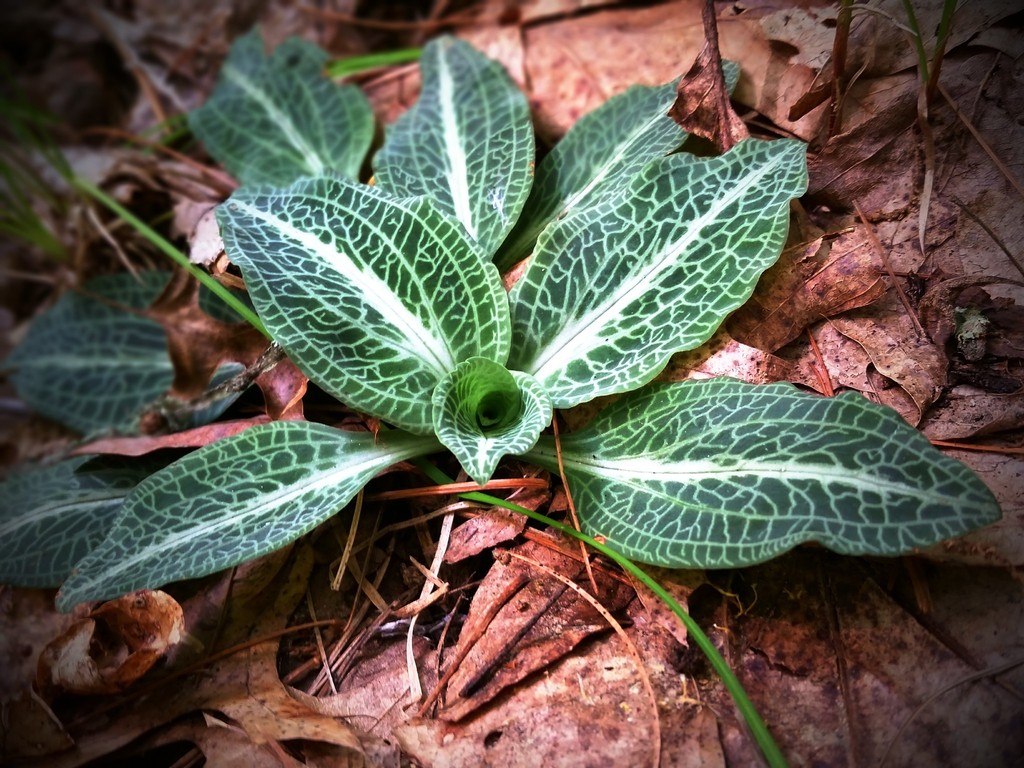 Downy Rattlesnake Plantain