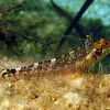 Black-faced blenny ♀