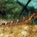 Black-faced blenny ♀