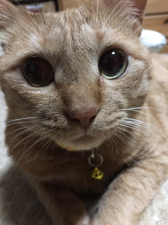 MRワゴンの菜の花と愛車・おけつ🍑・【CT愛猫部】に関するカスタム事例の投稿画像2枚目