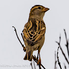 House Sparrow