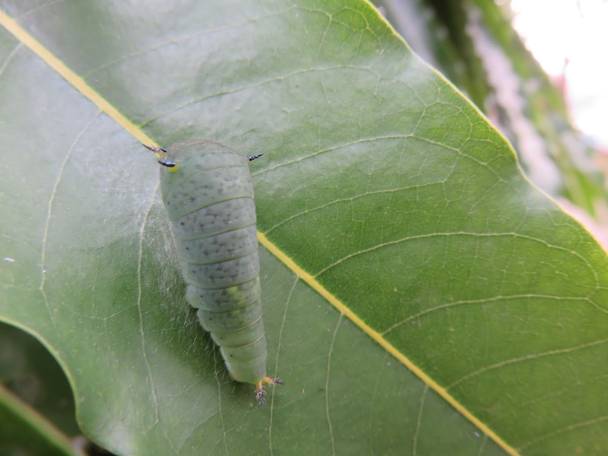 Caterpillar