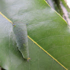 Caterpillar