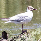 Black-headed Gull; Gaviota Reidora