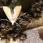 Gold-lined Undulambia Moth