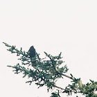 American Crow