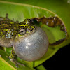 Water Drop Frog