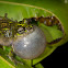 Water Drop Frog