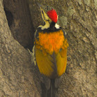 Lesser goldenback woodpecker