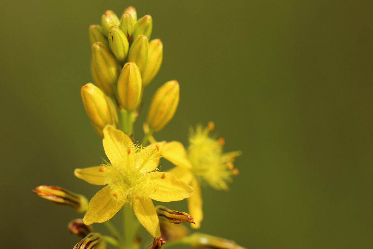 Broad-leaved Bulbine