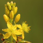 Broad-leaved Bulbine